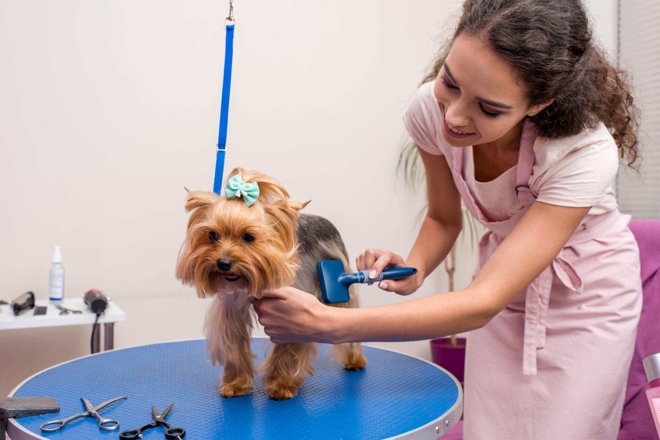 The Hidden Health Benefits of Regularly Grooming Your Dog